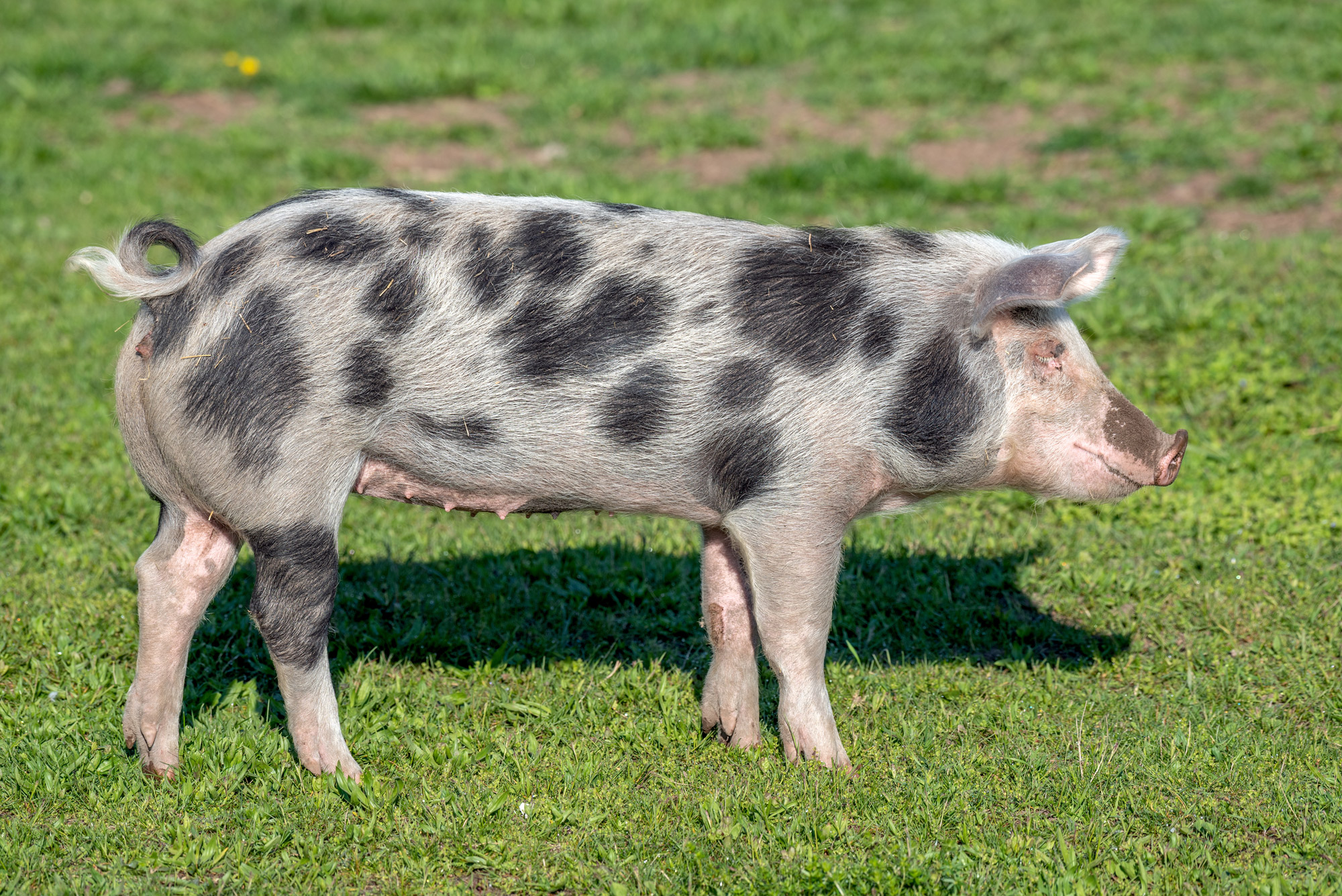 Besondere Schweinerassen – Metzgerei Keller