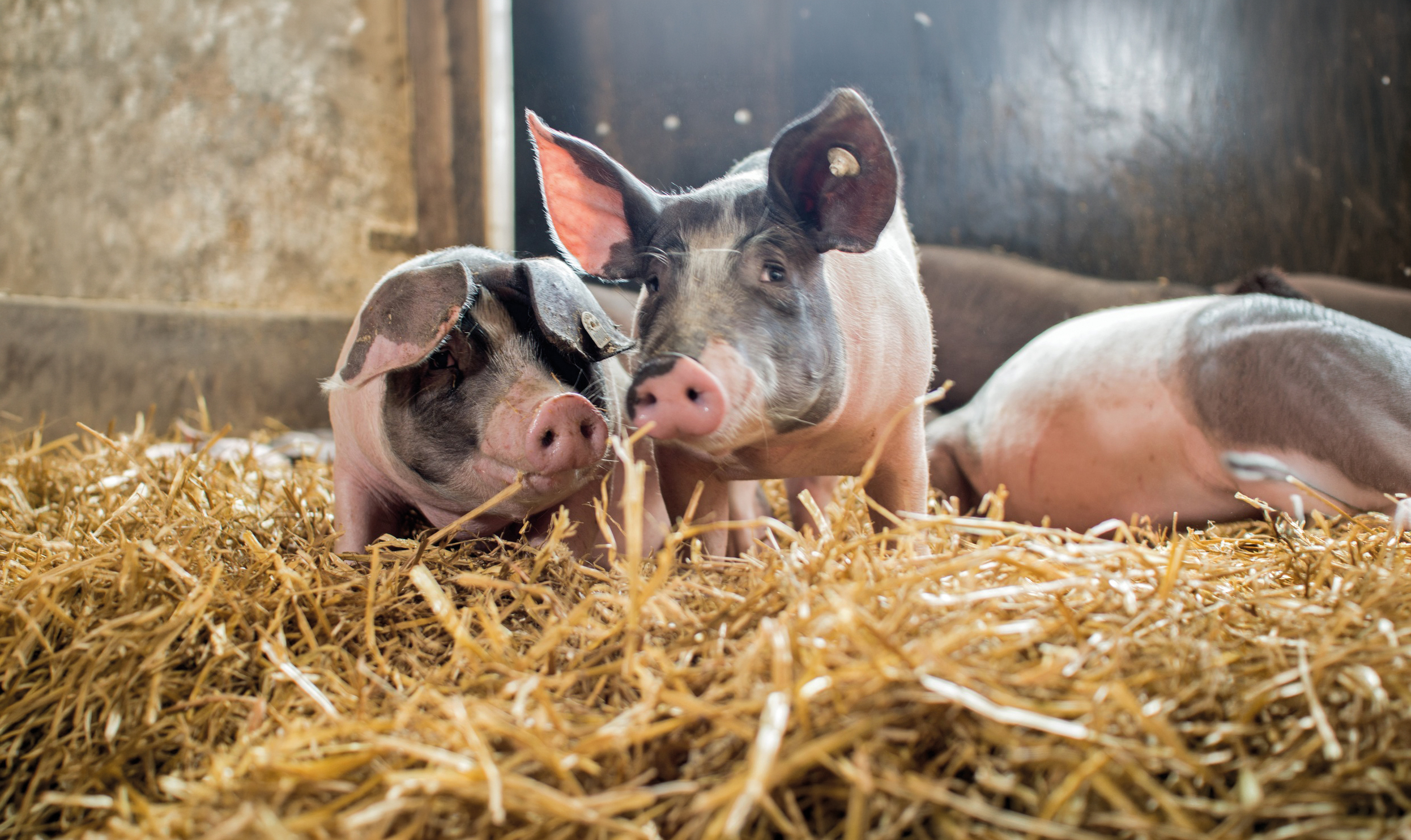 Schwäbisch Hällische Schweine des BESH