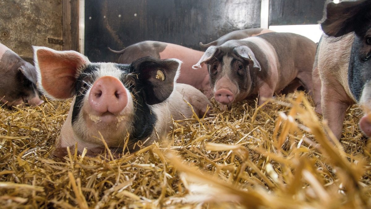 Schwäbisch Hällisches Landschwein bei BESH