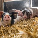 Schwäbisch Hällisches Landschwein bei BESH