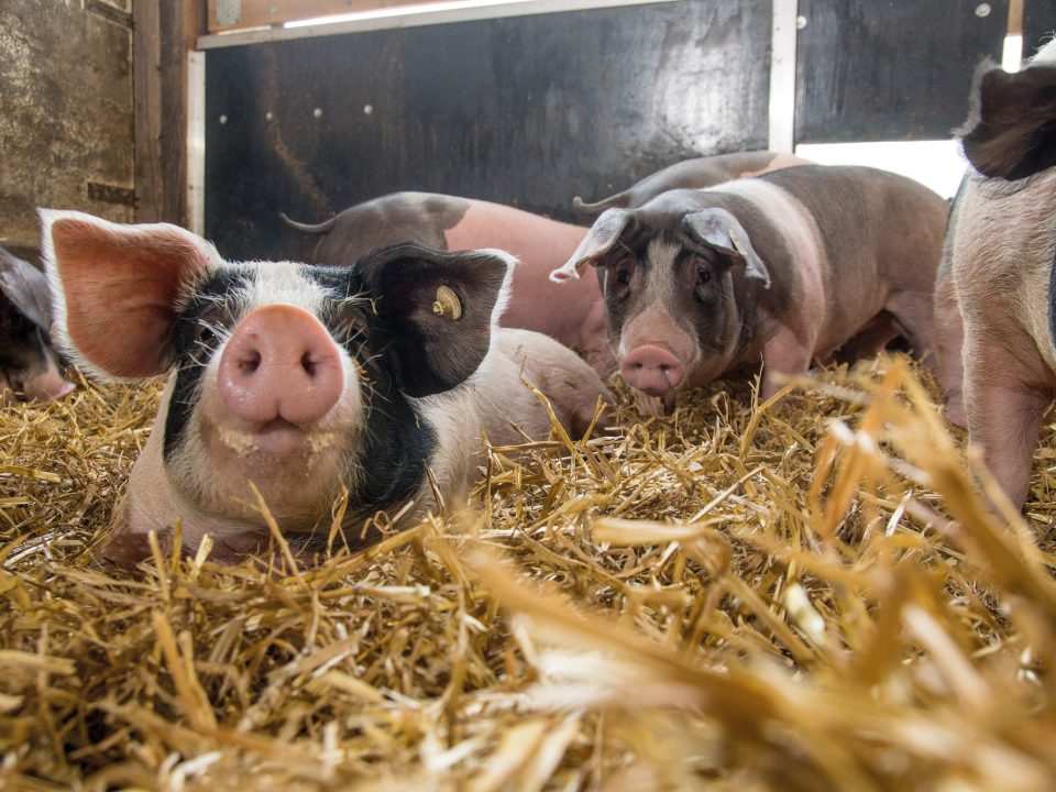 Schwäbisch Hällisches Landschwein bei BESH